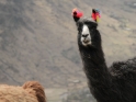 llamas in Peru